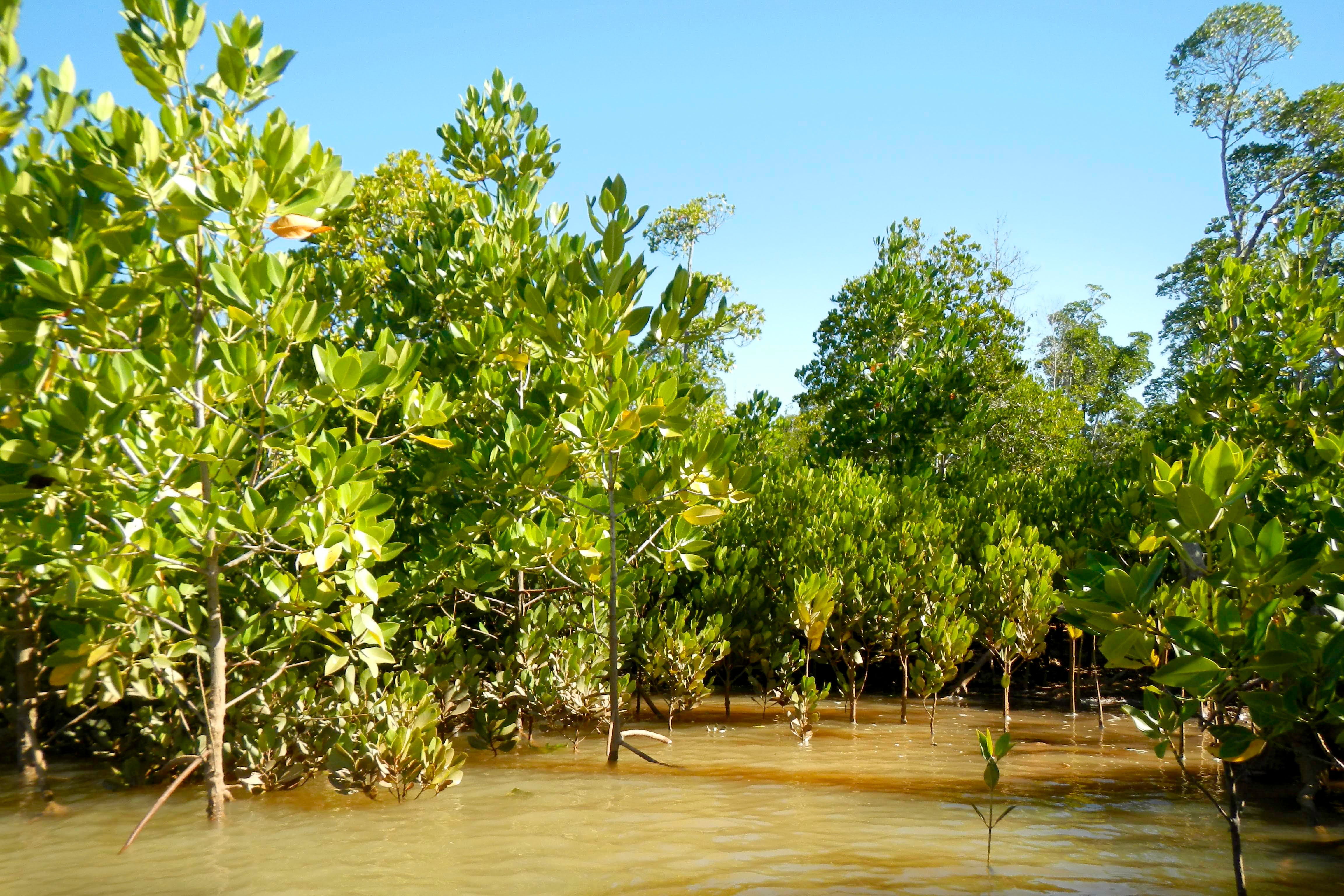 Plant 2 Mangrove Trees in Madagascar - RUM Amsterdam