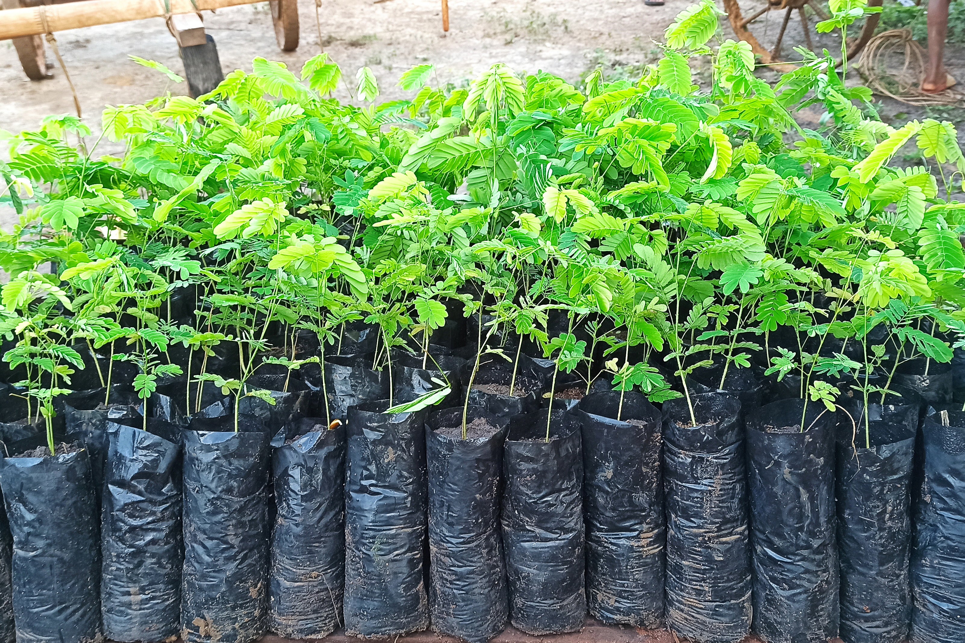 Plant 2 Mangrove Trees in Madagascar - RUM Amsterdam