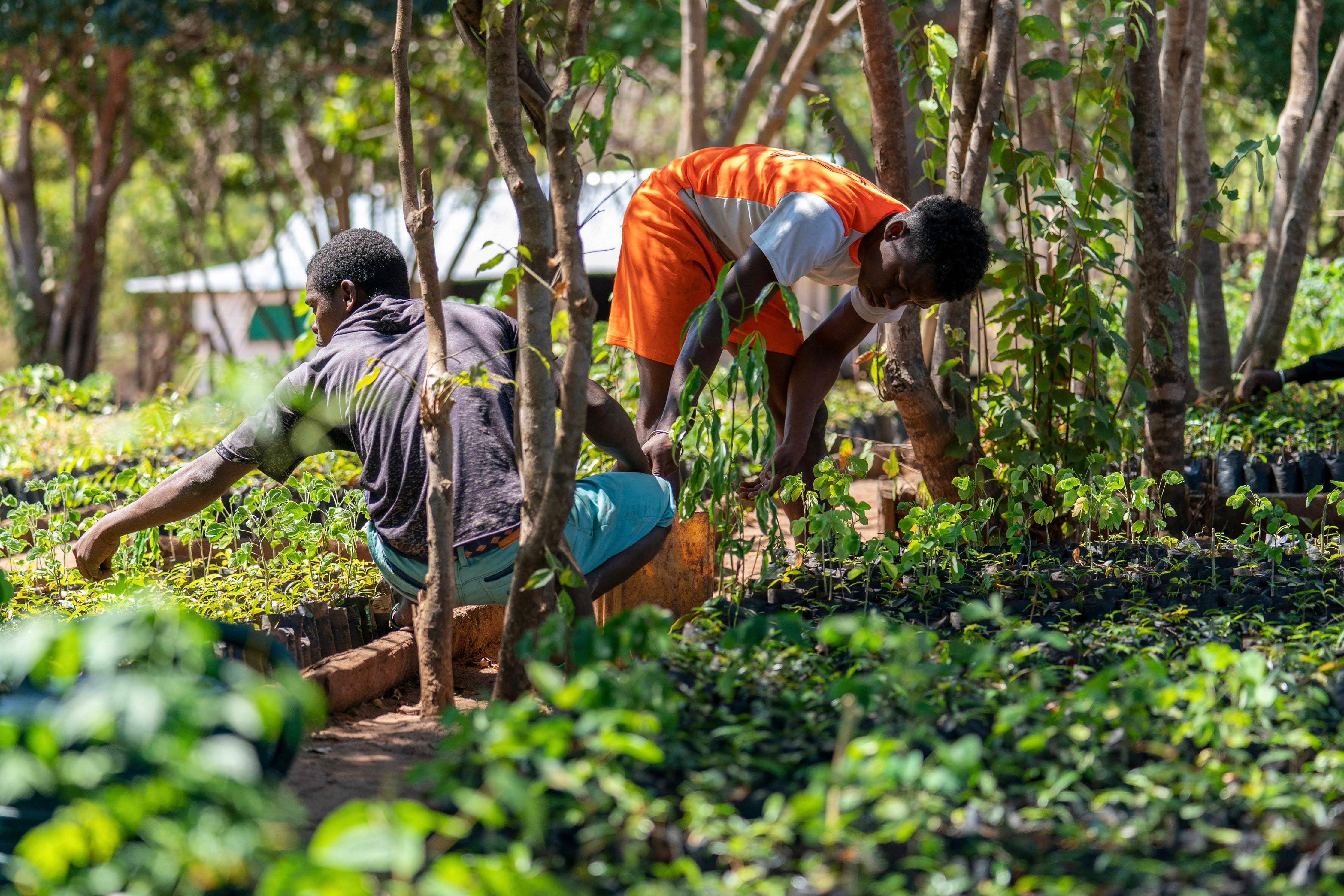  Plant 2 Mangrove Trees in Madagascar - RUM Amsterdam