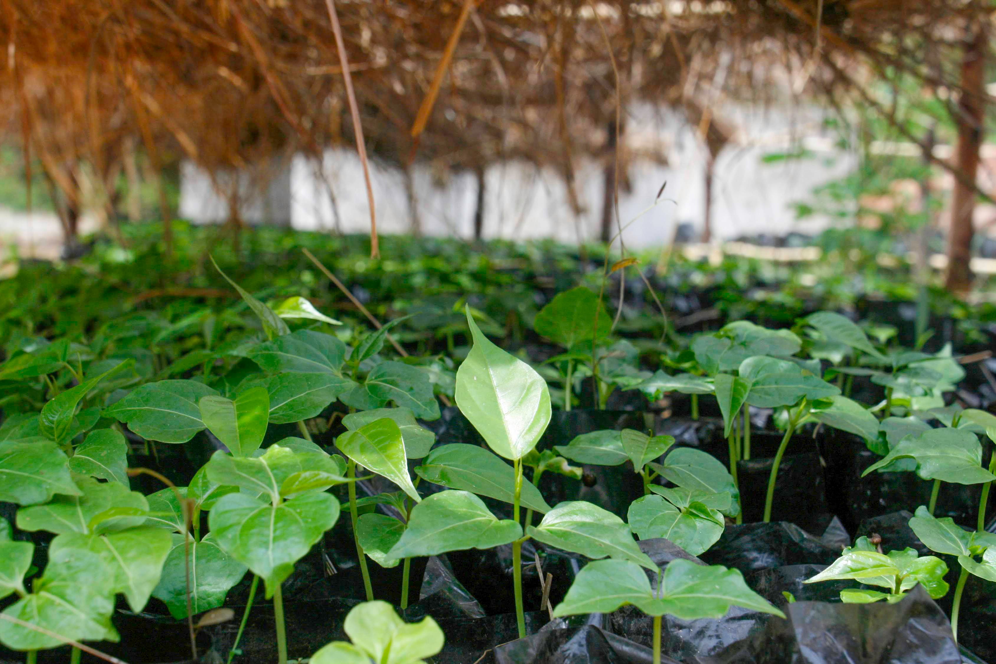  Plant 2 Mangrove Trees in Madagascar - RUM Amsterdam